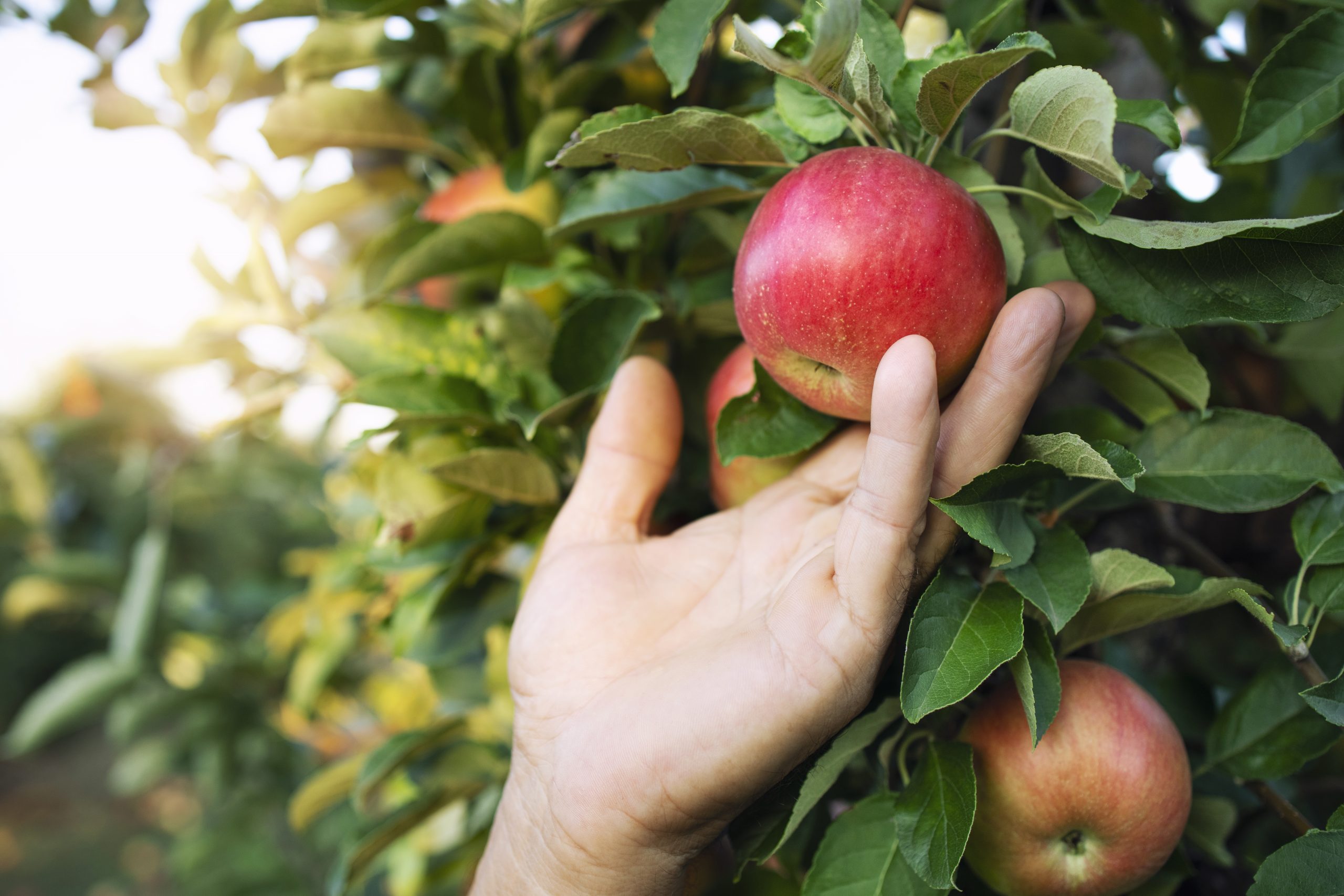 ¿Son más calóricas las frutas cuando maduran?